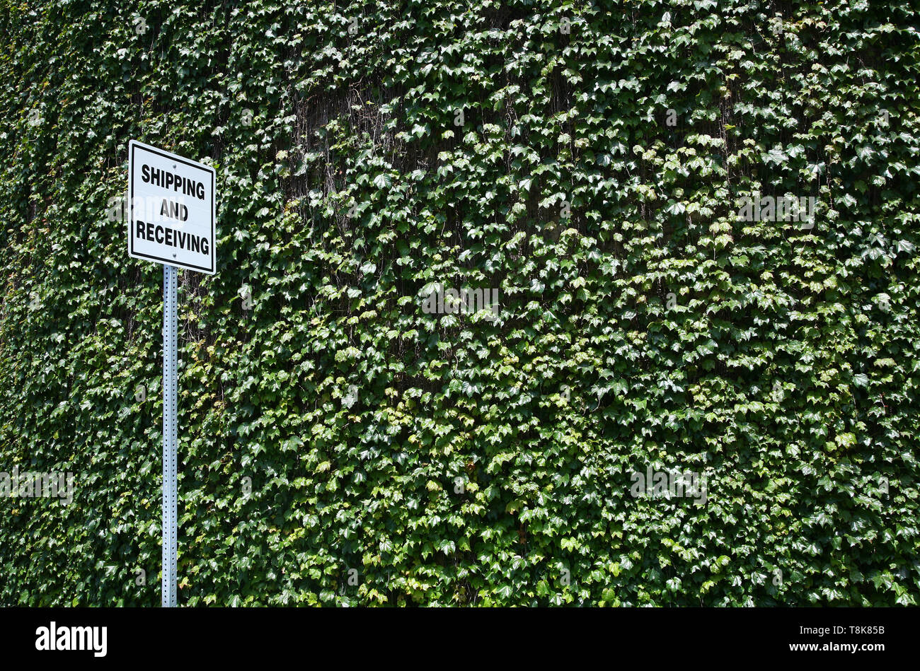 Shipping and receiving sign against wall of ivy Stock Photo
