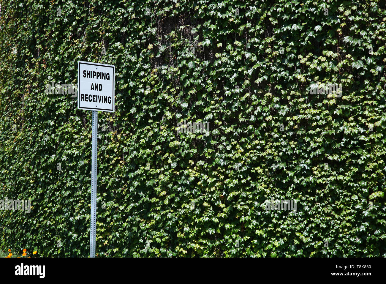 Shipping and receiving sign against wall of ivy Stock Photo