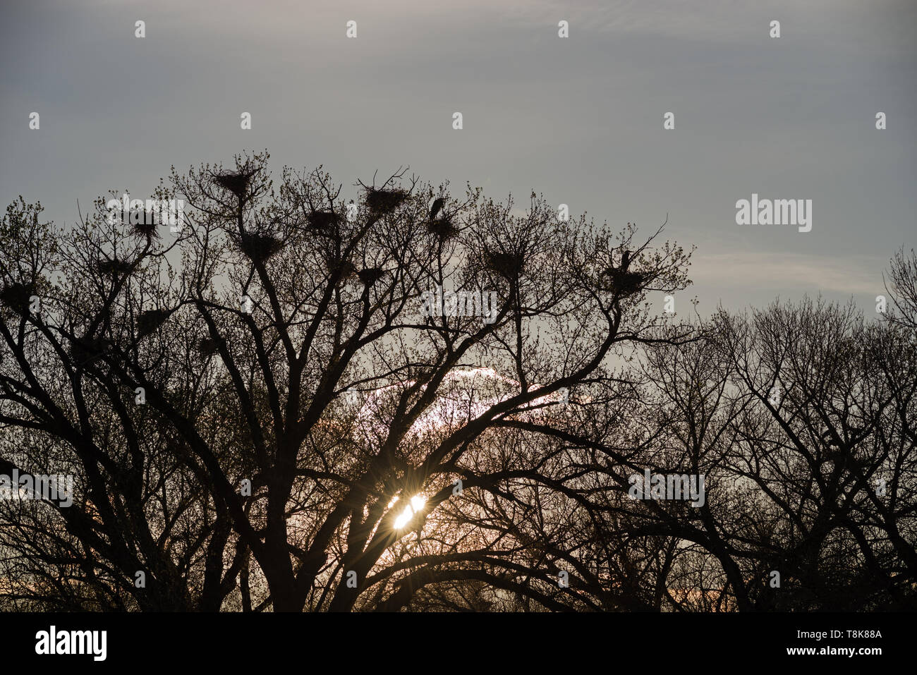 Tree silhouette spring hi-res stock photography and images - Alamy
