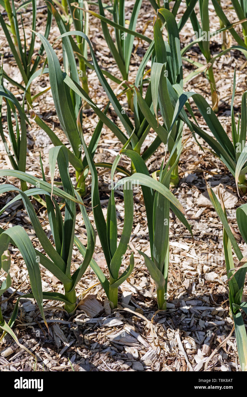 Garlic growing garden hires stock photography and images Alamy