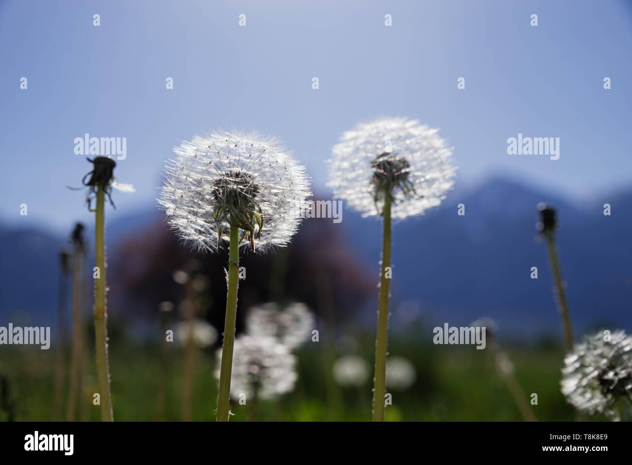 dandelion seed head in a meadow with back lighting Stock Photo