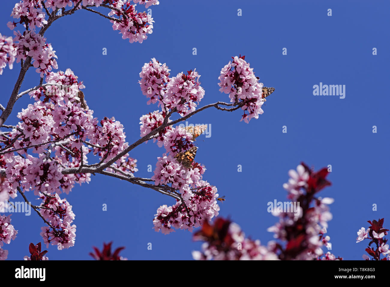 painted lady or Vanessa cardui butterflies on pink blossoms with blue sky background Stock Photo