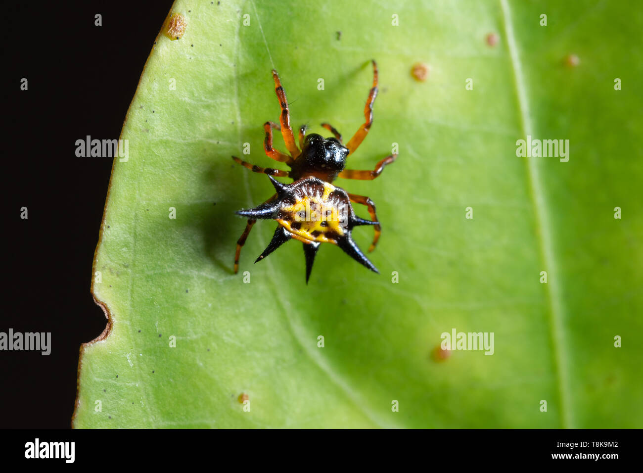 Macro spider on the leaf Stock Photo - Alamy