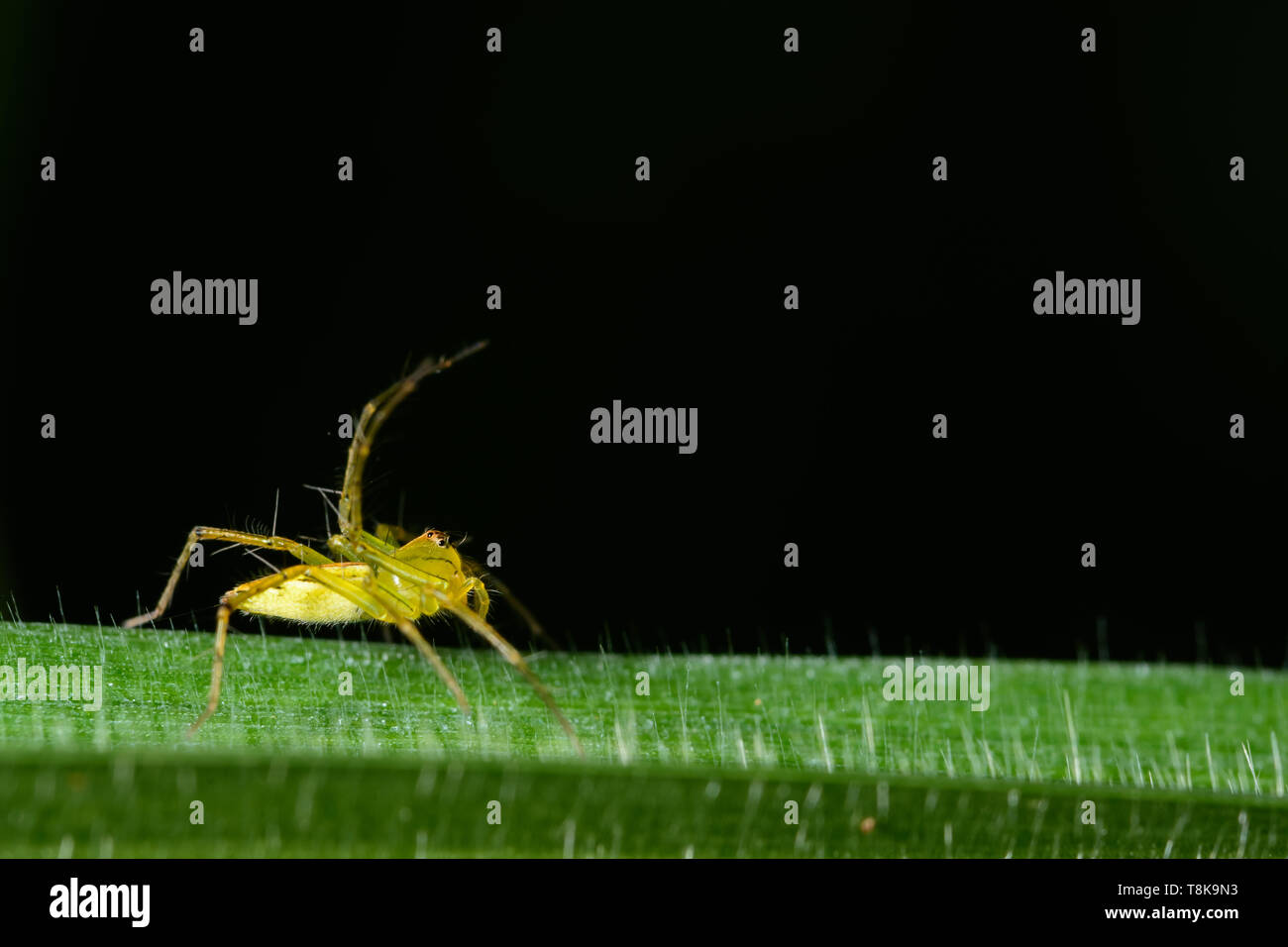 Macro spider on the leaf Stock Photo - Alamy