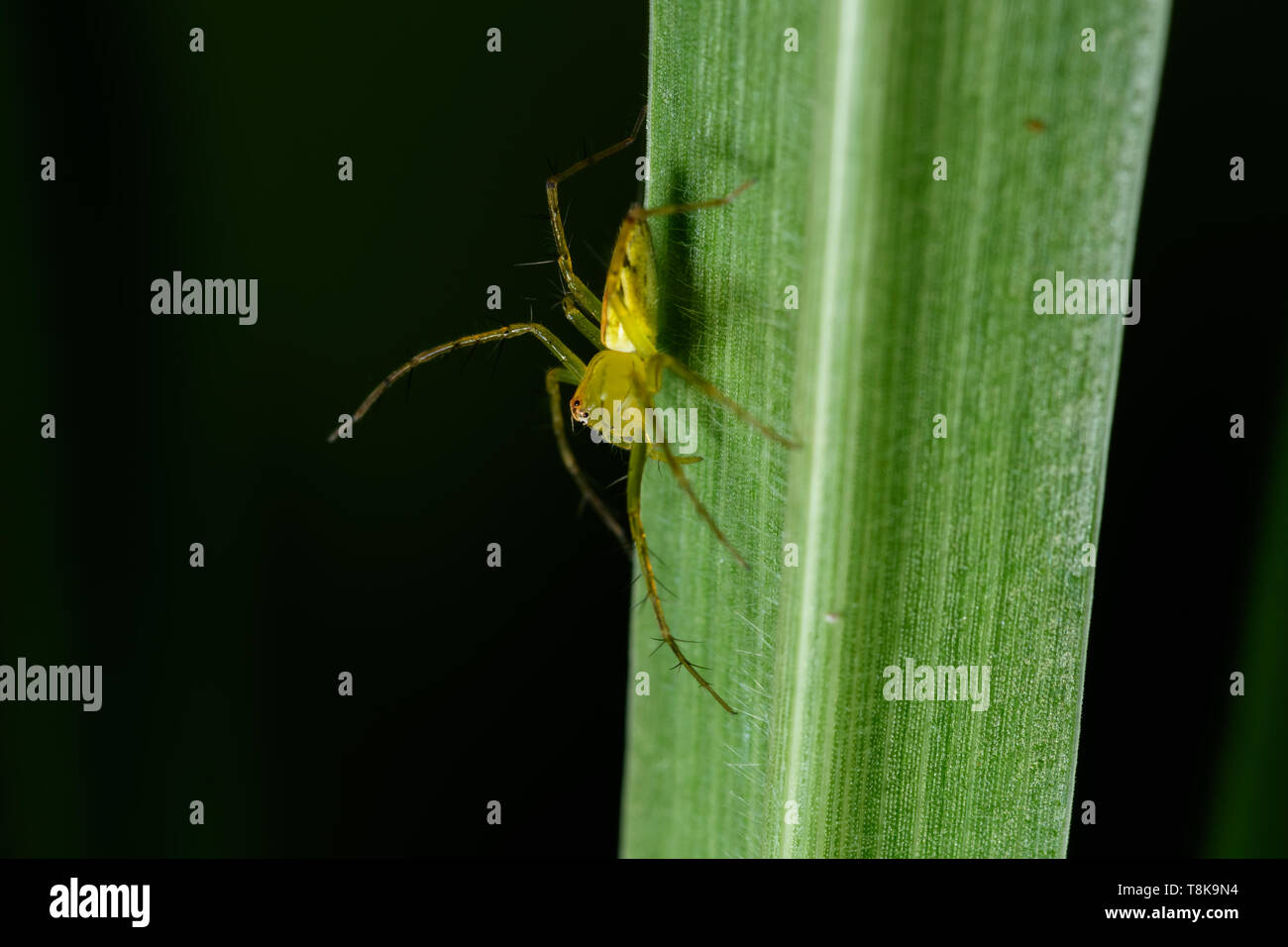 Macro spider on the leaf Stock Photo - Alamy