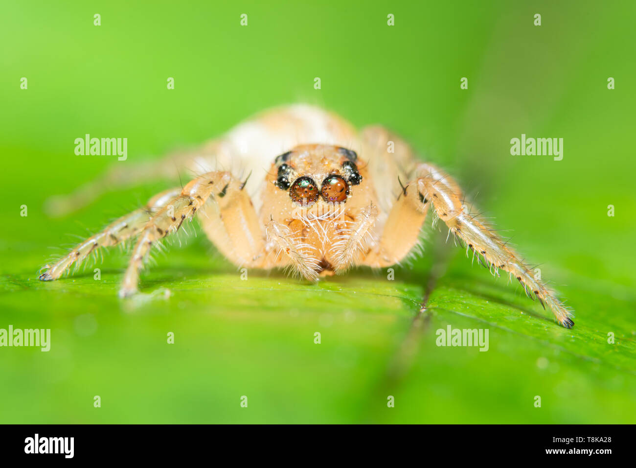 Macro spider on the leaf Stock Photo - Alamy
