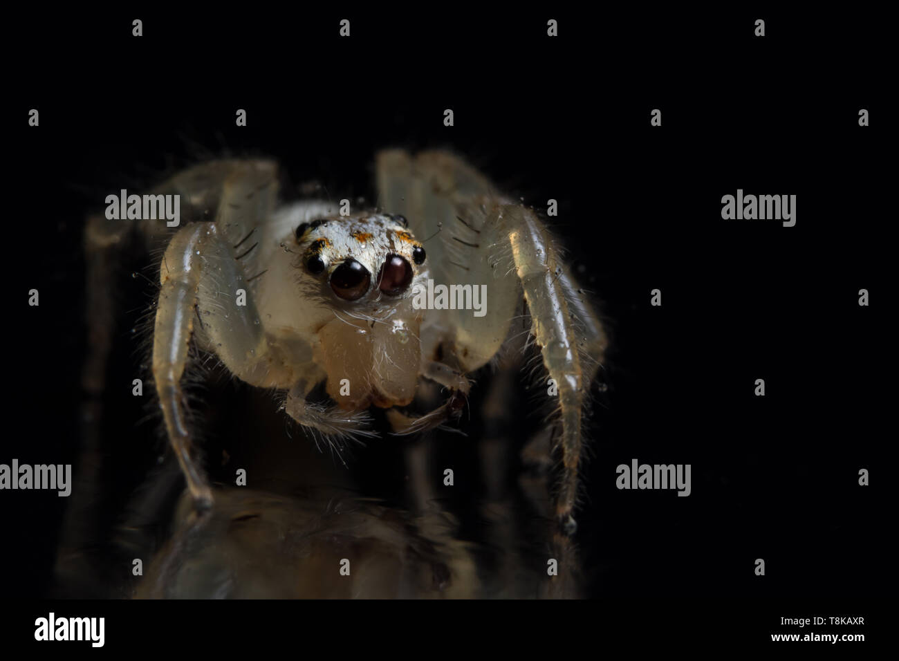Macro Animal Spider Stock Photo - Alamy