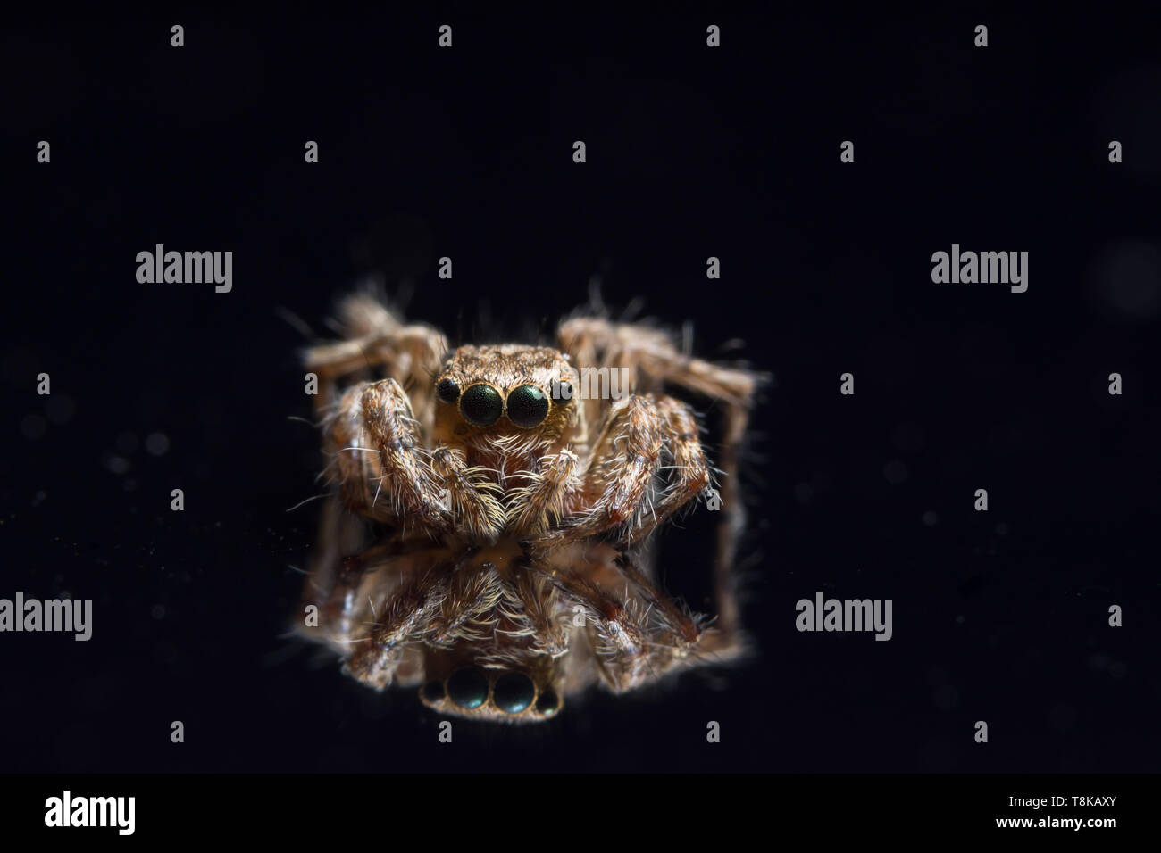 Macro Animal Spider Stock Photo - Alamy