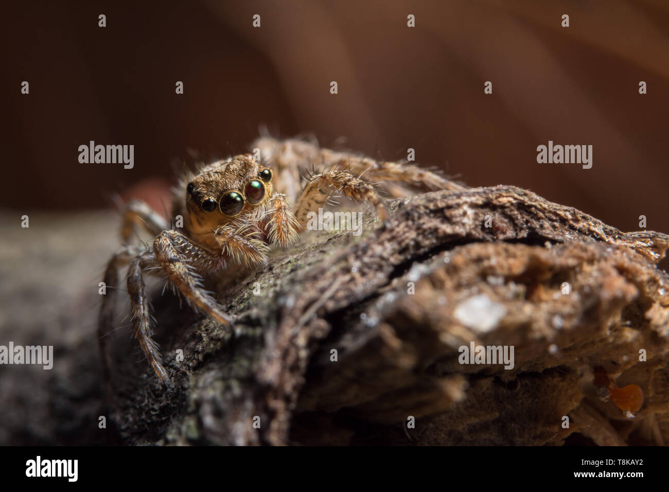 Macro Animal Spider Stock Photo - Alamy