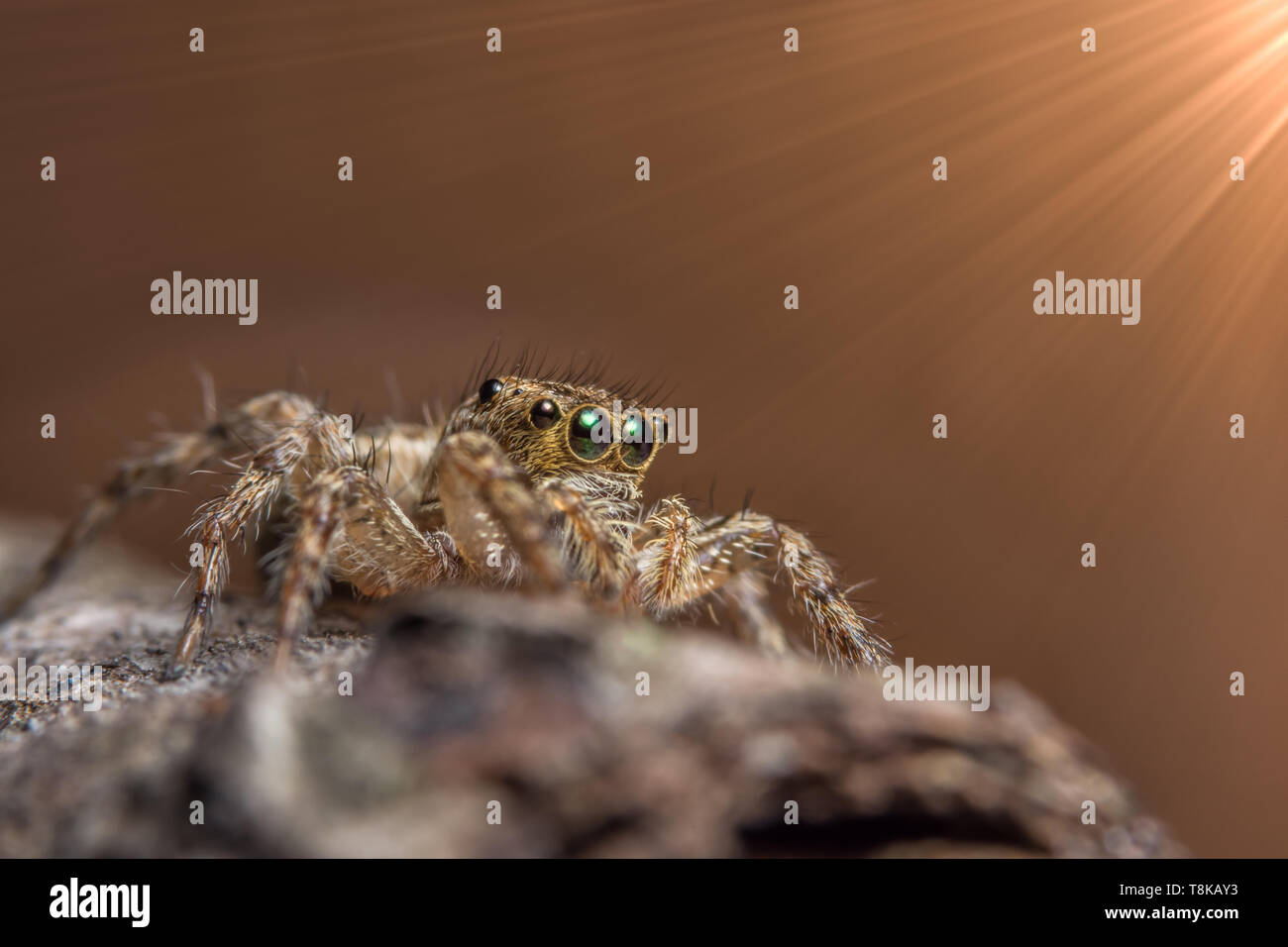 Macro Animal Spider Stock Photo - Alamy