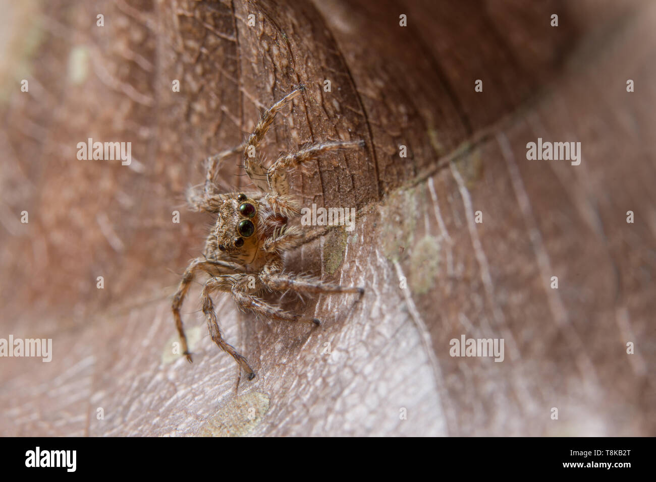 Macro Animal Spider Stock Photo - Alamy