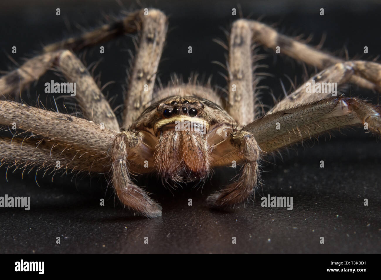 Macro Animal Spider Stock Photo - Alamy