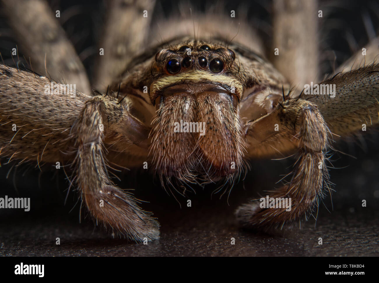 Macro Animal Spider Stock Photo - Alamy