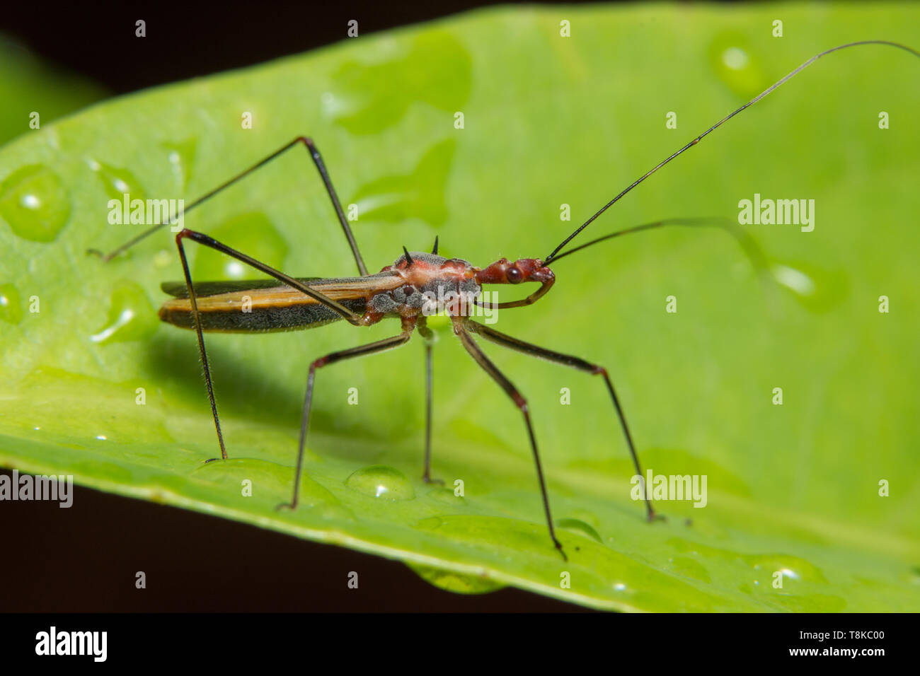 Macro insect on the plant Stock Photo - Alamy