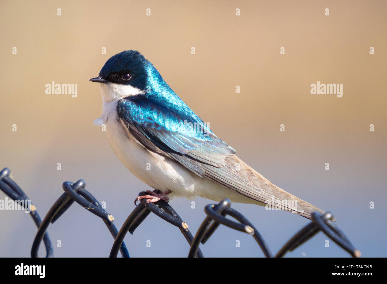 A male tree swallow (Tachycineta bicolor) perched on a fence.  Beaumont, Alberta, Canada. Stock Photo