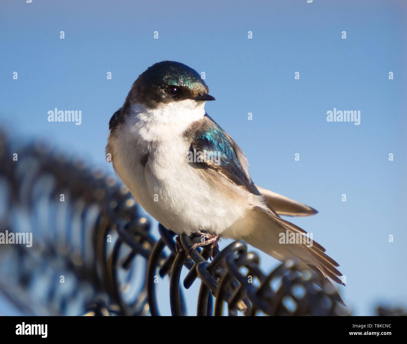 A female tree swallow (Tachycineta bicolor) perched on a fence.  Beaumont, Alberta, Canada. Stock Photo