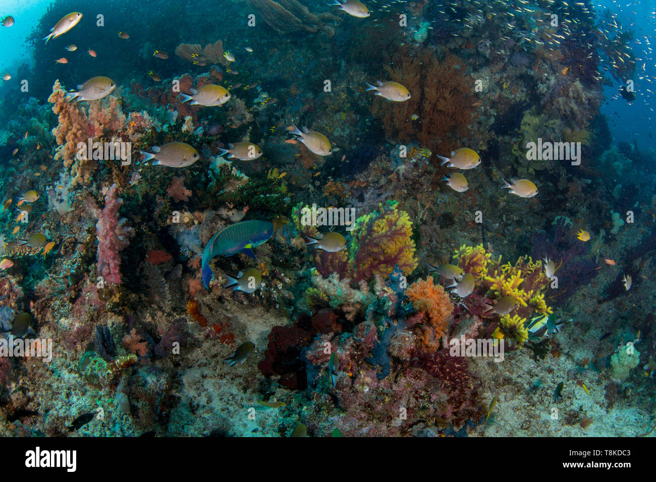 Biodiversity of fish on a coral reef in Raja Ampat, West Papua, Indonesia Stock Photo