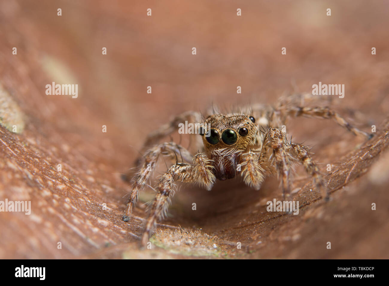 Macro Animal Spider Stock Photo - Alamy