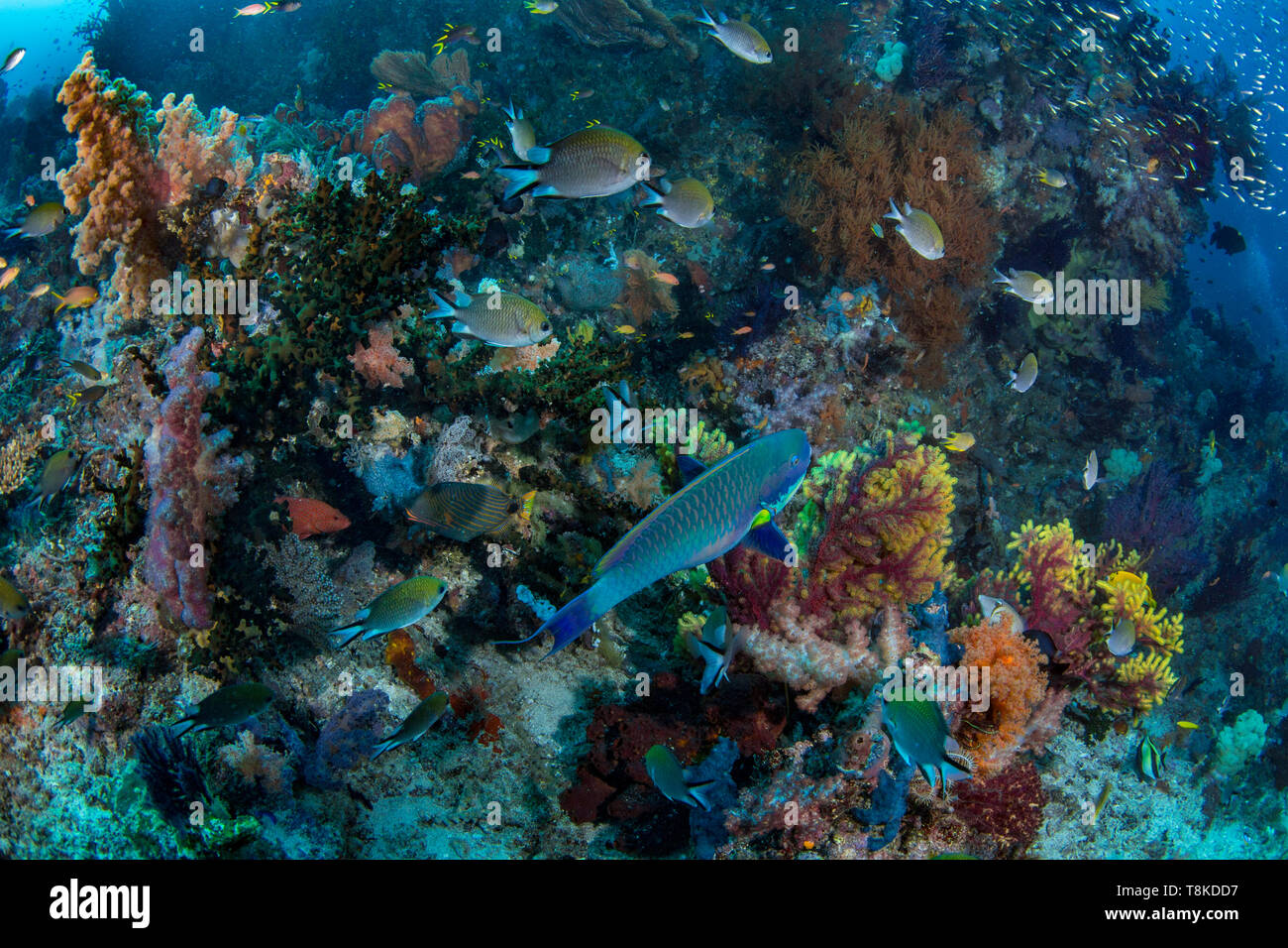 Biodiversity of fish on a coral reef in Raja Ampat, West Papua, Indonesia Stock Photo