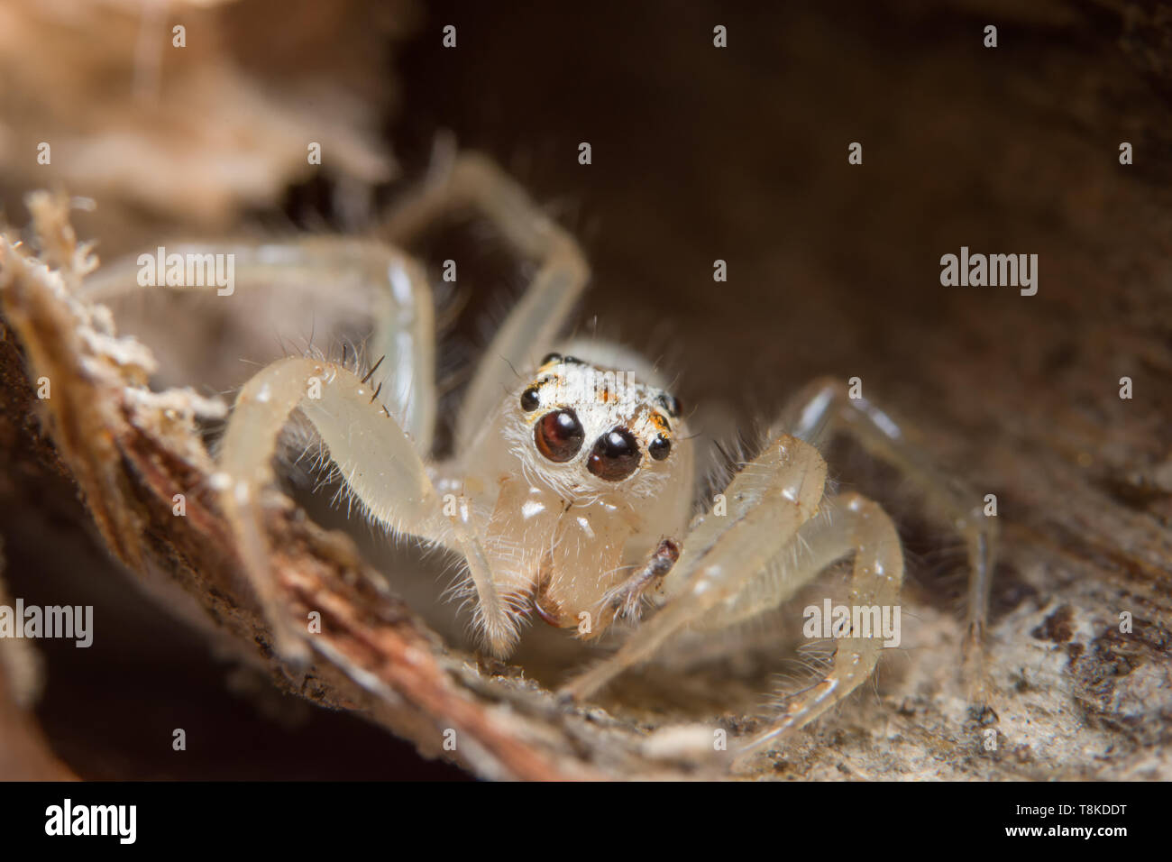 Macro Animal Spider Stock Photo - Alamy