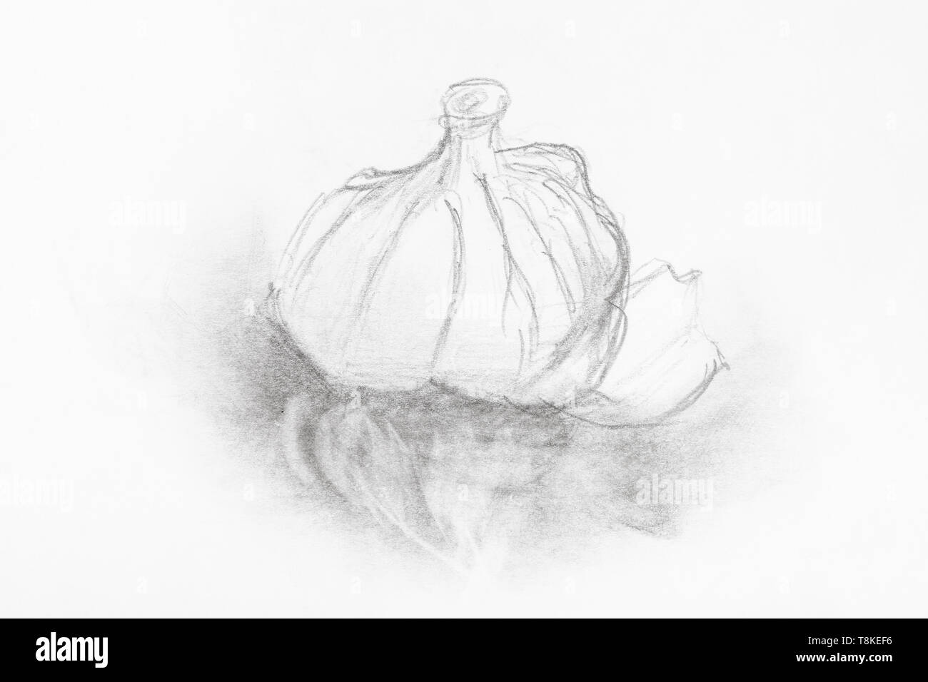 sketch of head of garlic handdrawn by black pencil on white paper Stock Photo Alamy