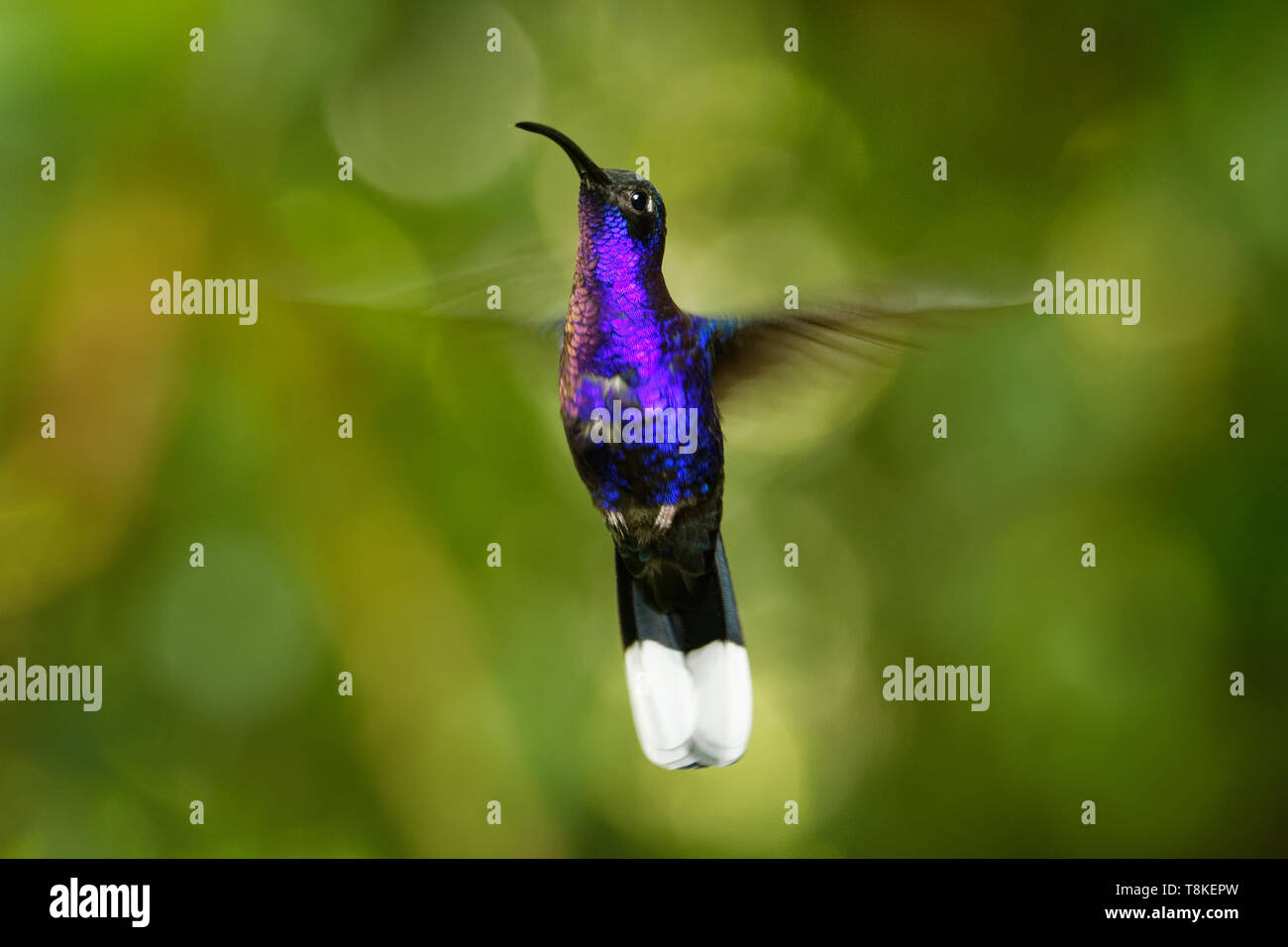 Violet Sabrewing - Campylopterus hemileucurus large flying hummingbird native to southern Mexico and Central America as far as Costa Rica and Panama. Stock Photo