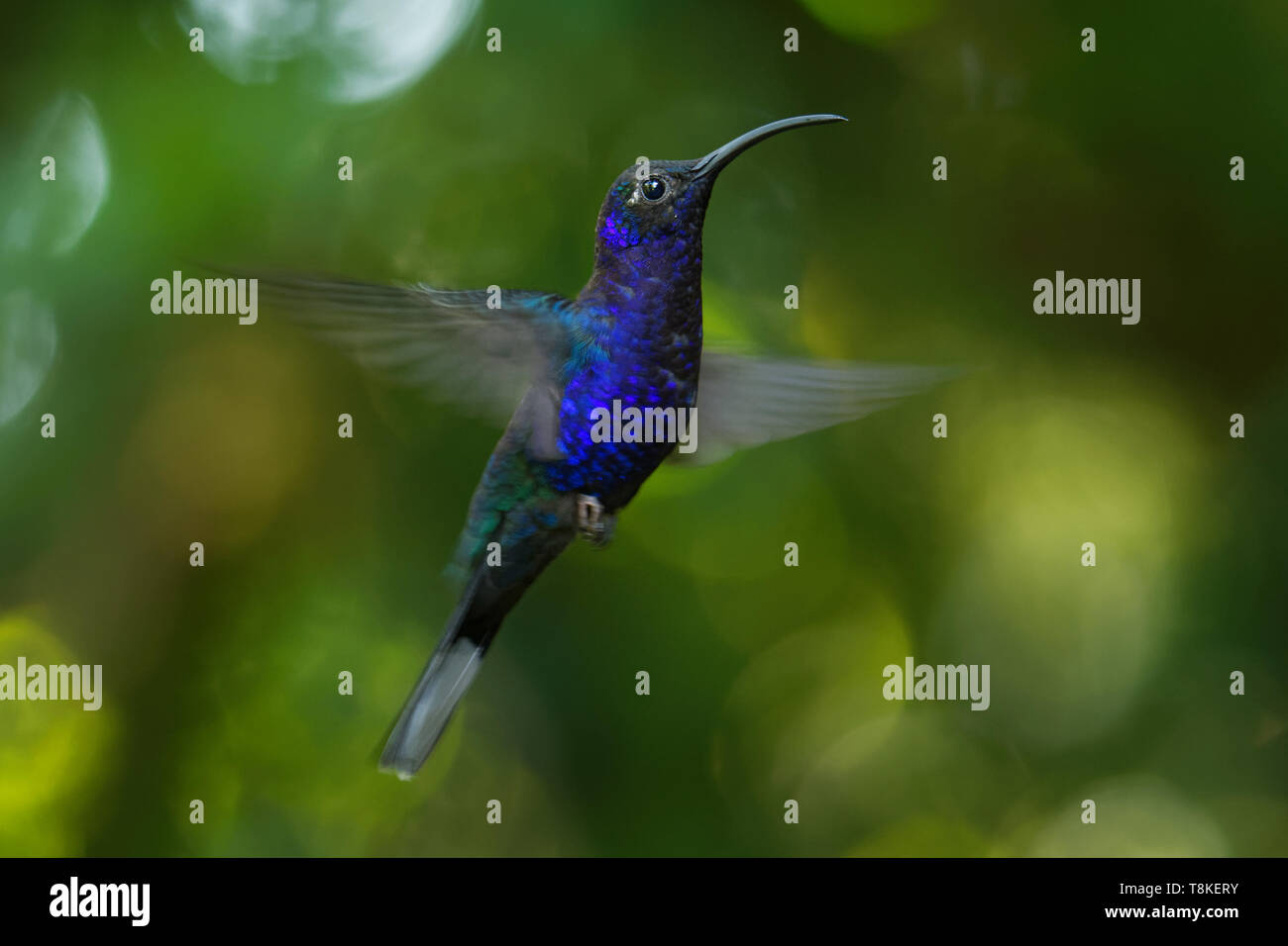 Violet Sabrewing - Campylopterus hemileucurus large flying hummingbird native to southern Mexico and Central America as far as Costa Rica and Panama. Stock Photo