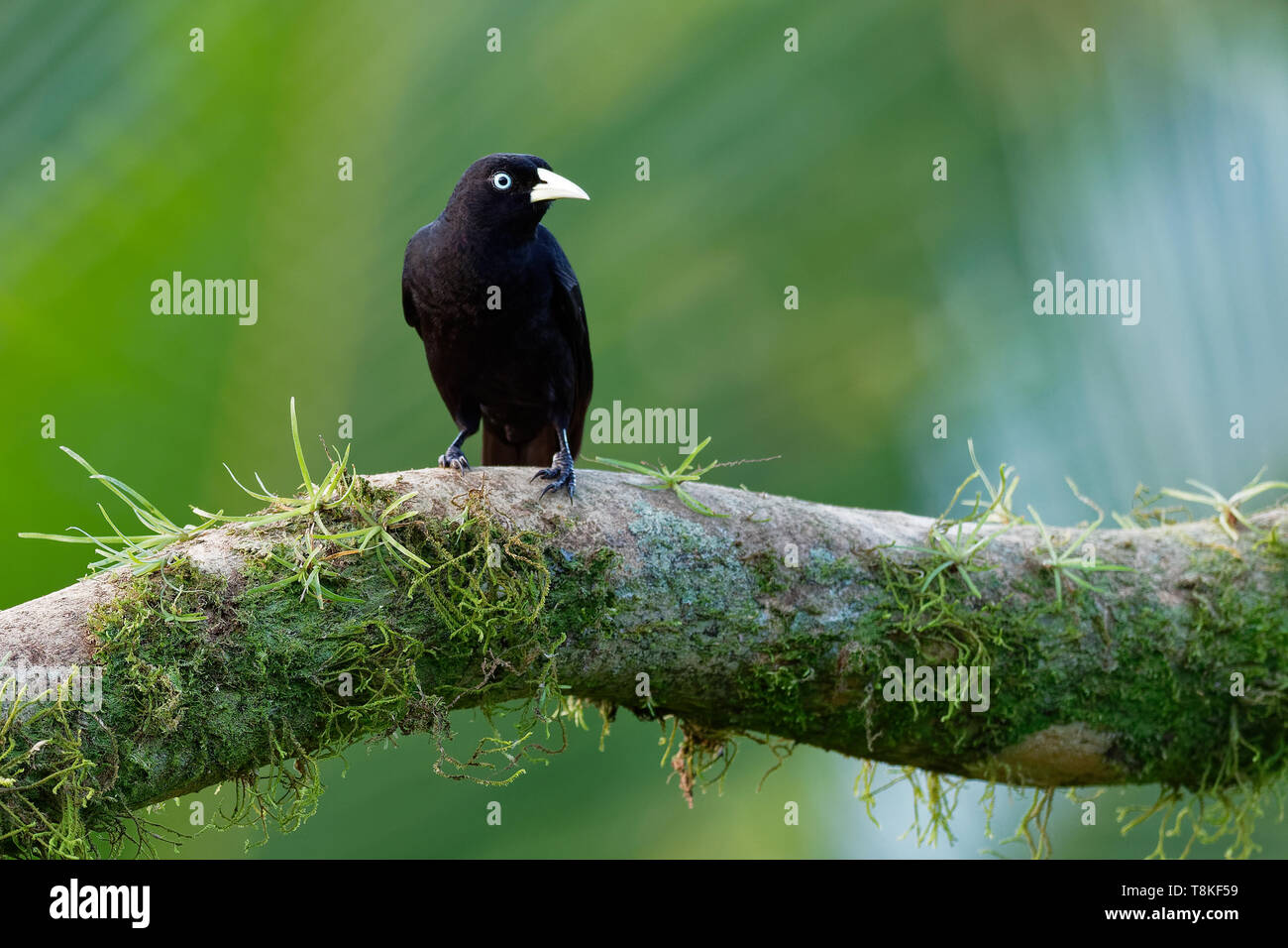 Scarlet-rumped Cacique (Cacicus microrhynchus) adult perched on branch  calling La Selva, Costa Rica March Stock Photo - Alamy