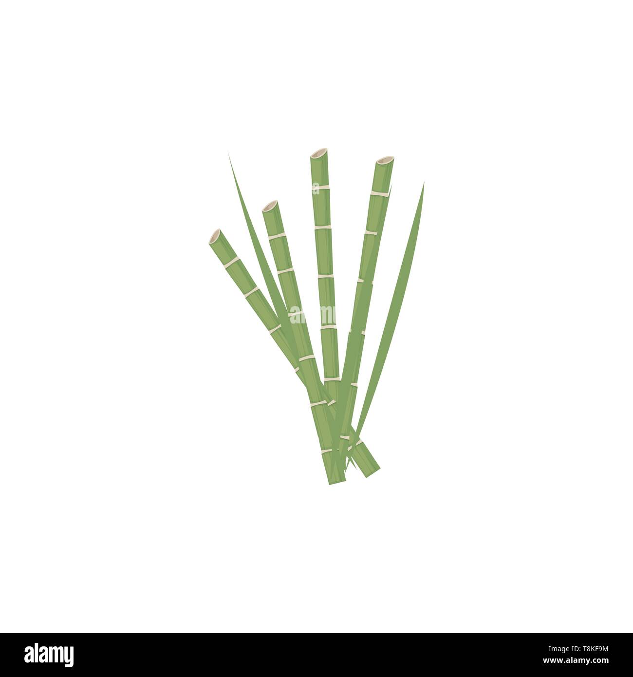 It is a tall tropical grass with hard, hollow stems, used to make furniture and fences., vector, color drawing or illustration. Stock Vector
