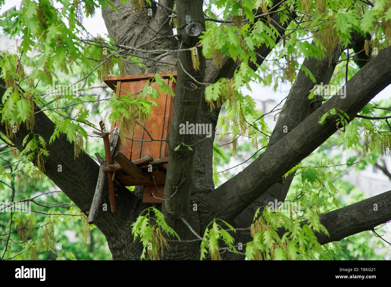 Feeding Bird House House Bird Feeder In The Park On Big Tall Tree