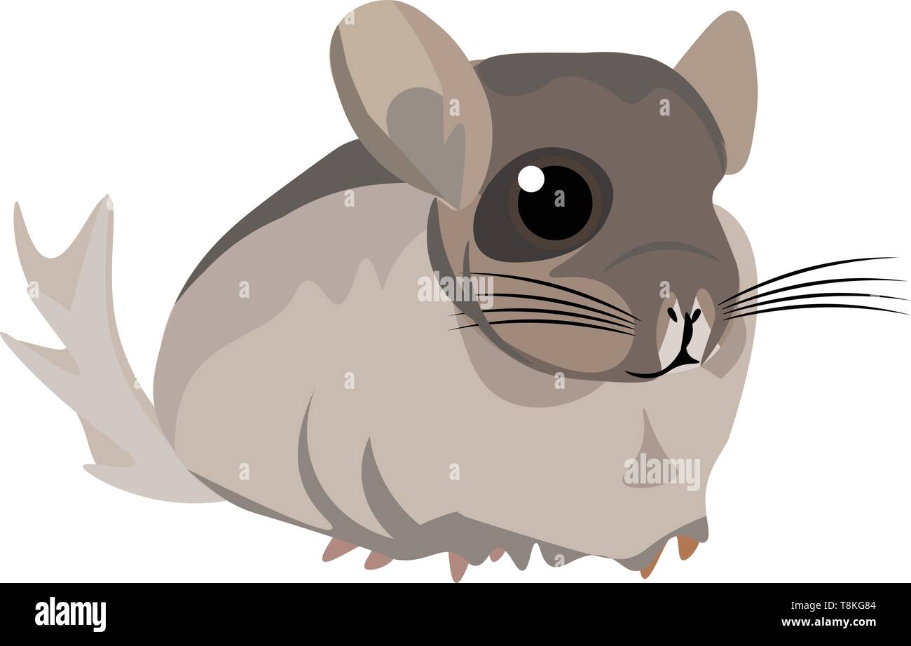 It is a small South American rodent with soft pearly grey fur and a long busy tail. It is bred in captivity for its valuable fur., vector, color drawi Stock Vector
