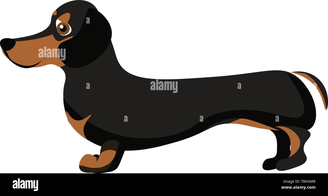 dog breed long body short legs