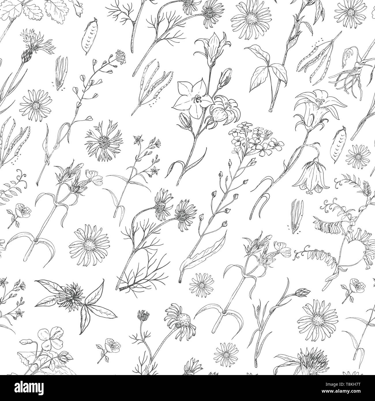 Seamless pattern with herbs and wild flowers. Vector illustration for ...