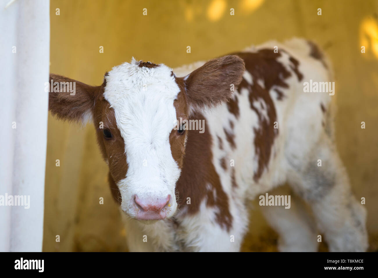 Newborn Red Holstein MRI calf, agriculture in the Netherlands Stock Photo -  Alamy