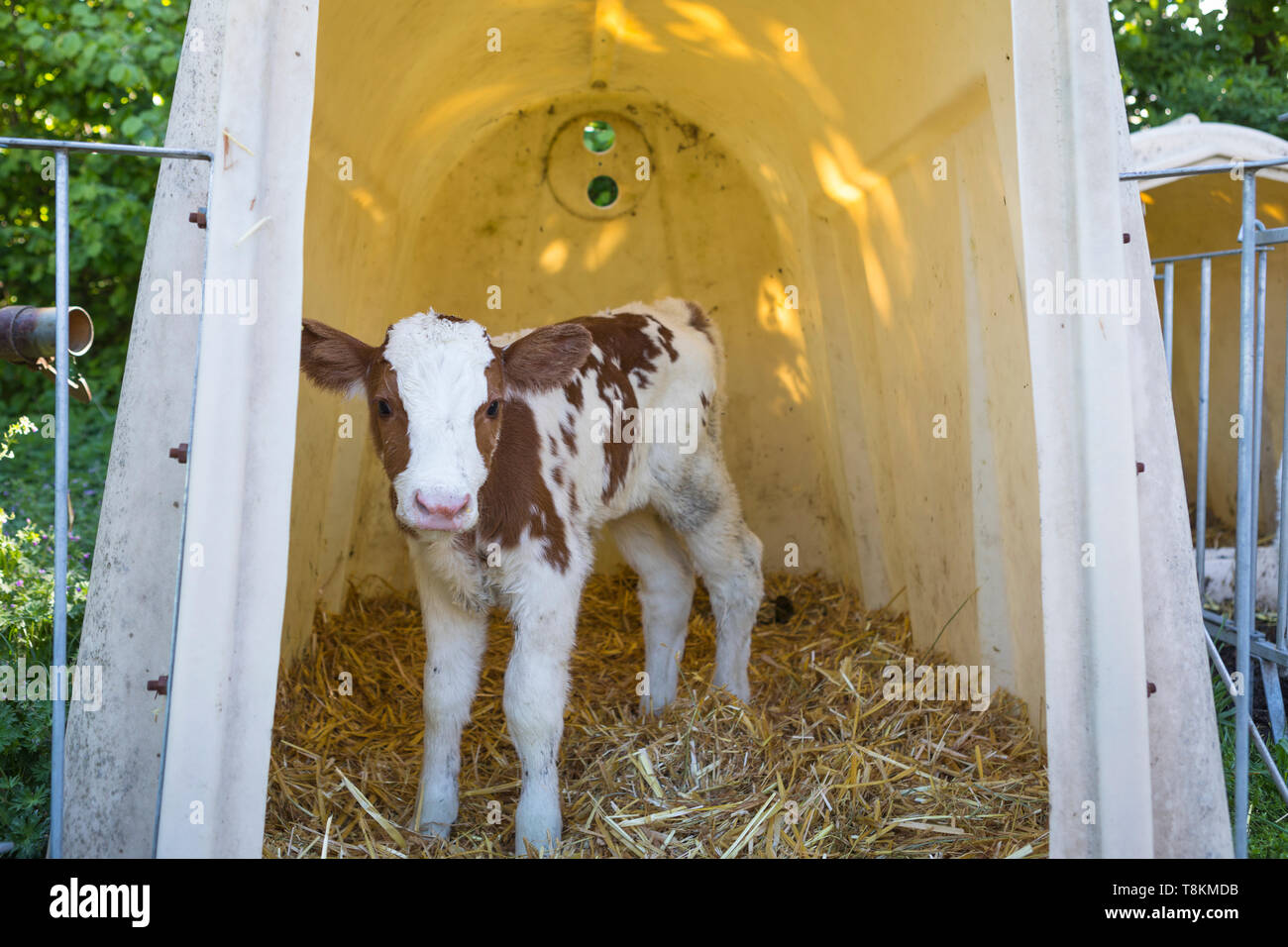 Newborn Red Holstein MRI calf, agriculture in the Netherlands Stock Photo