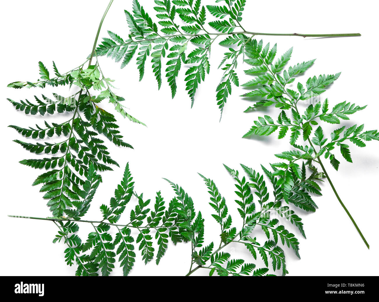 Frame made of fresh tropical leaves on white background Stock Photo - Alamy