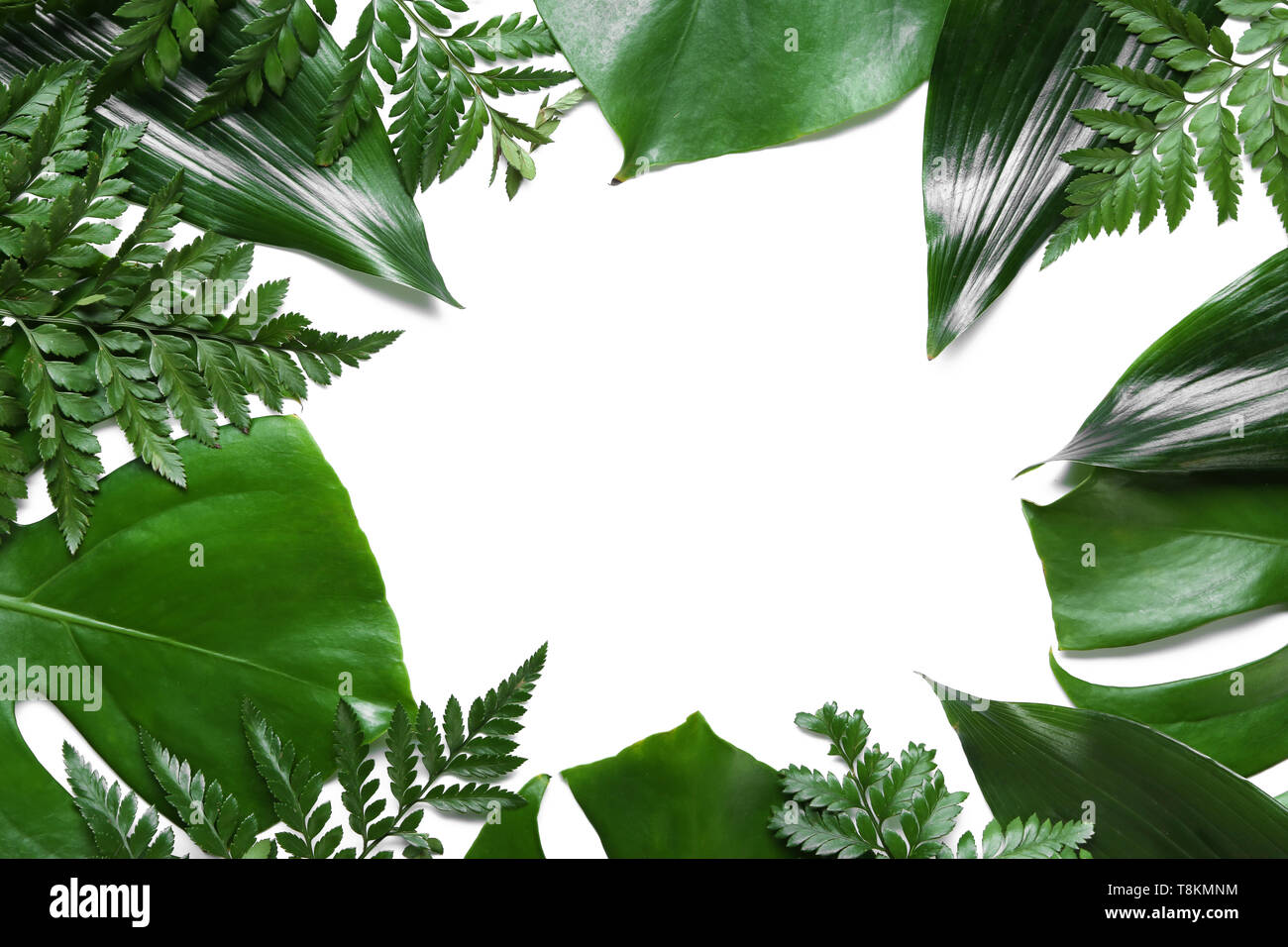 Frame made of fresh tropical leaves on white background Stock Photo - Alamy