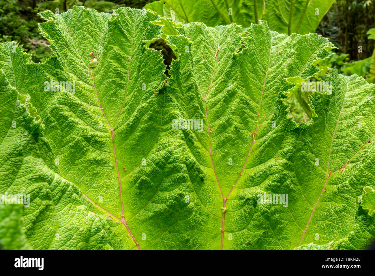 Colour photograph in landscape format of Giant Rhubarb Gunnera leaf (Gunneraceae) close-up. Branksome gardens, Poole, Dorset, England. Stock Photo