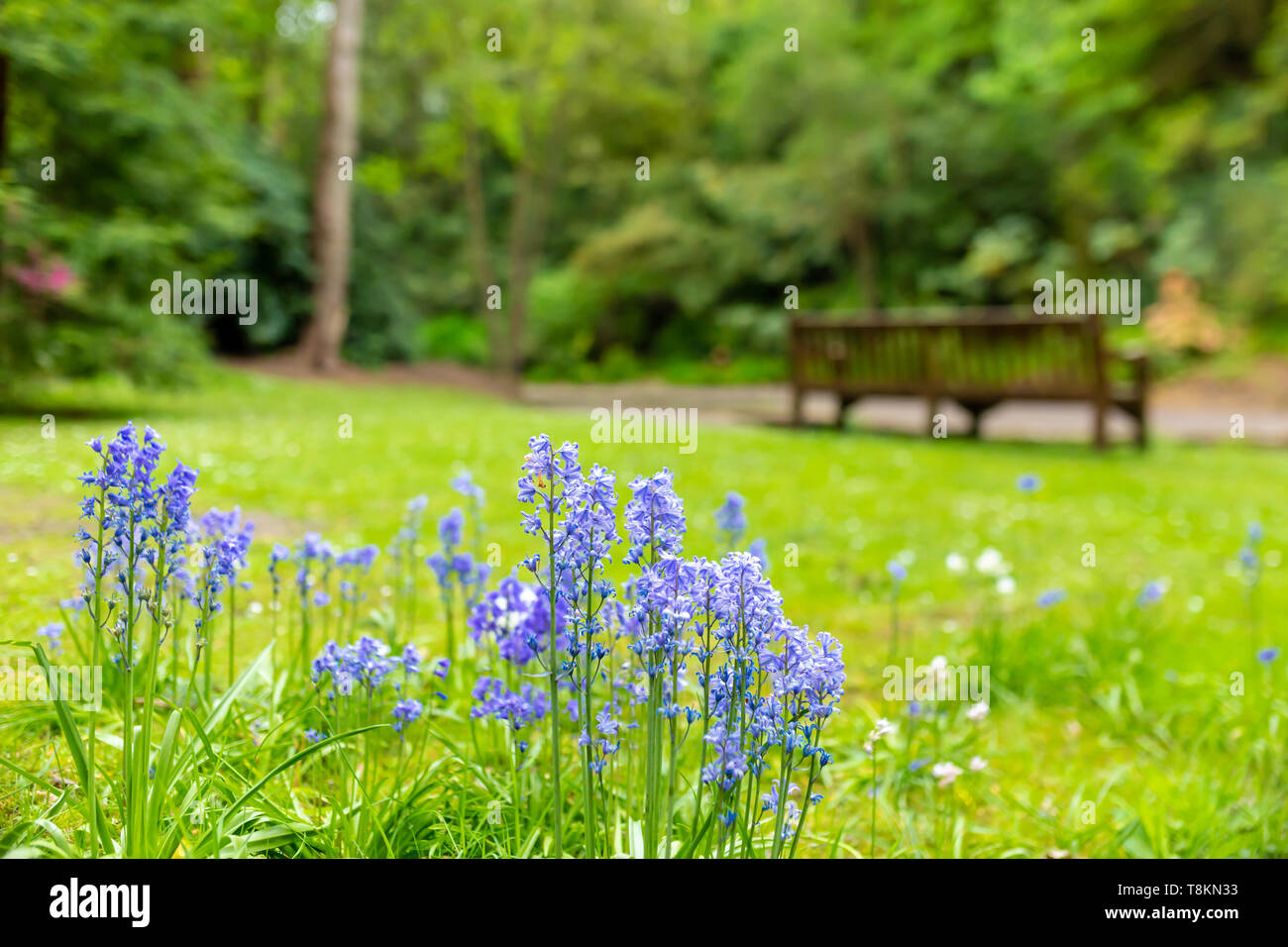 Colour landscape photograph of a type of spanish bluebell's in focus in foreground with park bench in background. Branksome chine, Poole, Dorset, Engl Stock Photo
