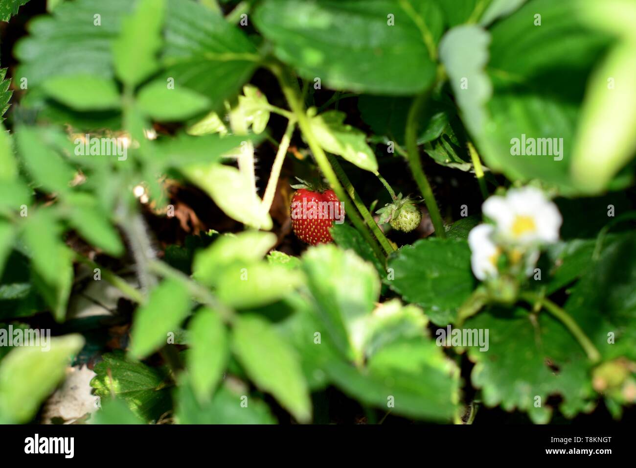 Ripe Wild Strawberry, hiding behind the leaves Stock Photo - Alamy