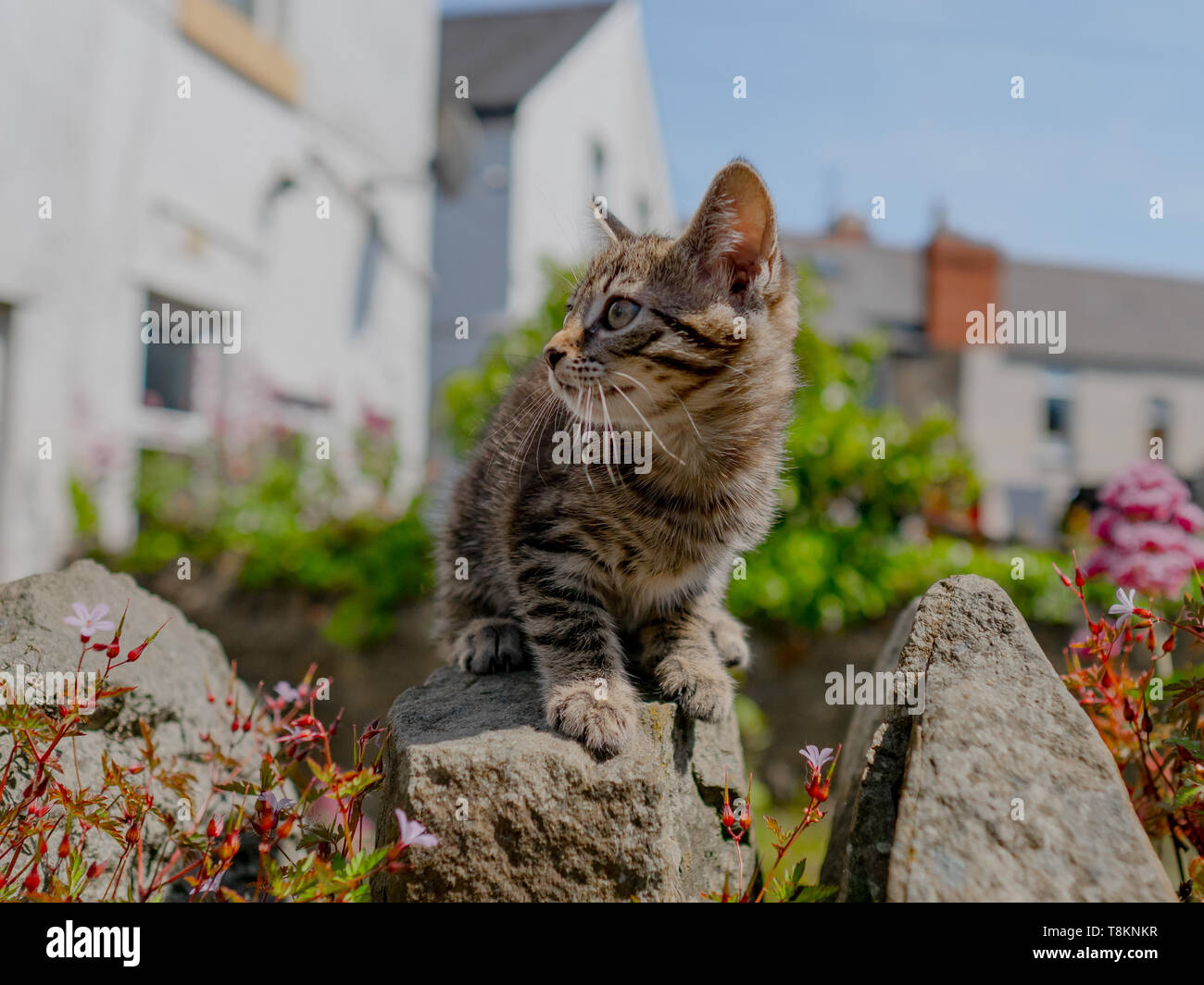 Cute little tabby kitten exploring outside in the garden on a Summer ...