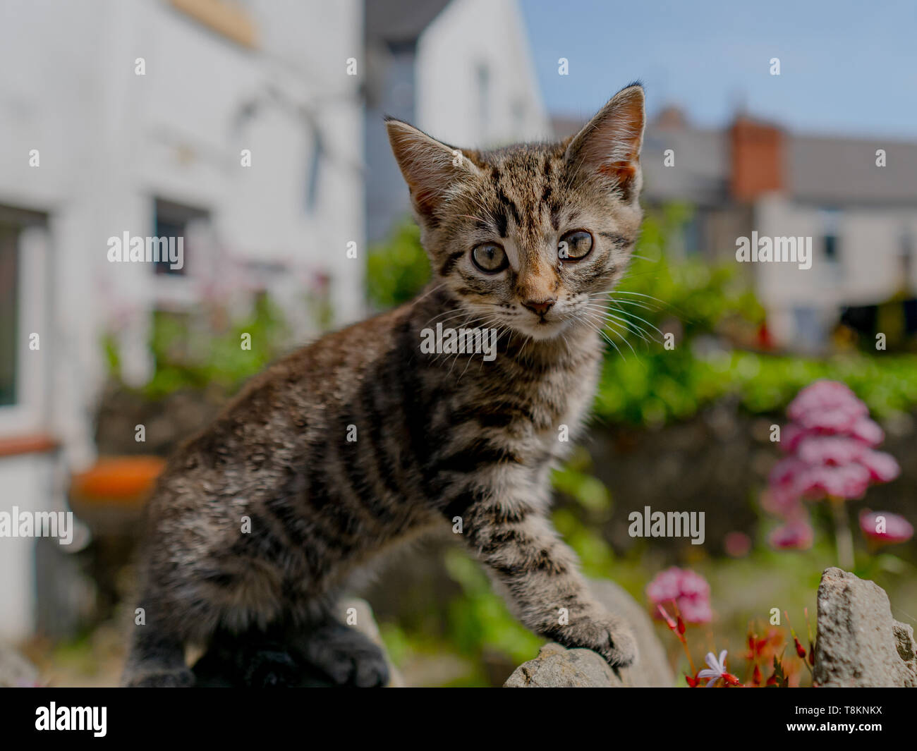Cute little tabby kitten exploring outside in the garden on a Summer ...
