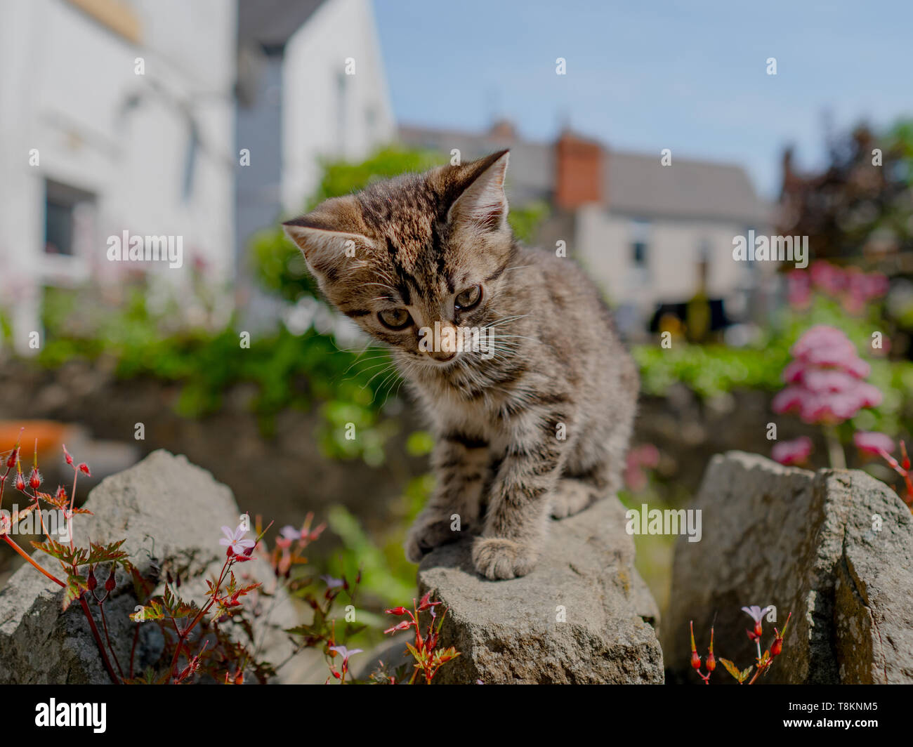 Cute little tabby kitten exploring outside in the garden on a Summer ...
