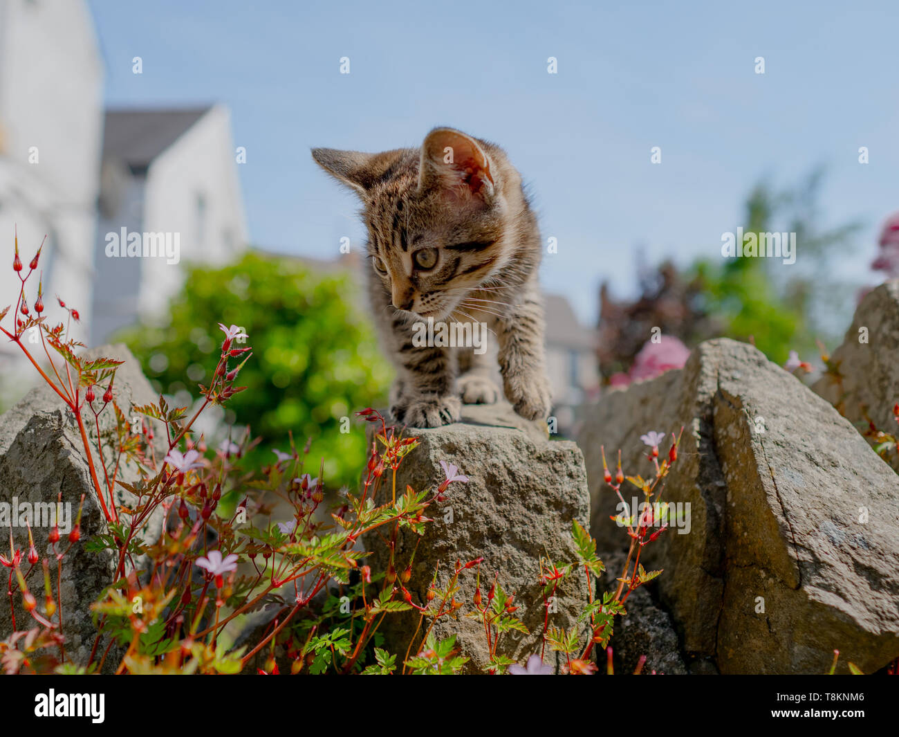 Cute little tabby kitten exploring outside in the garden on a Summer ...