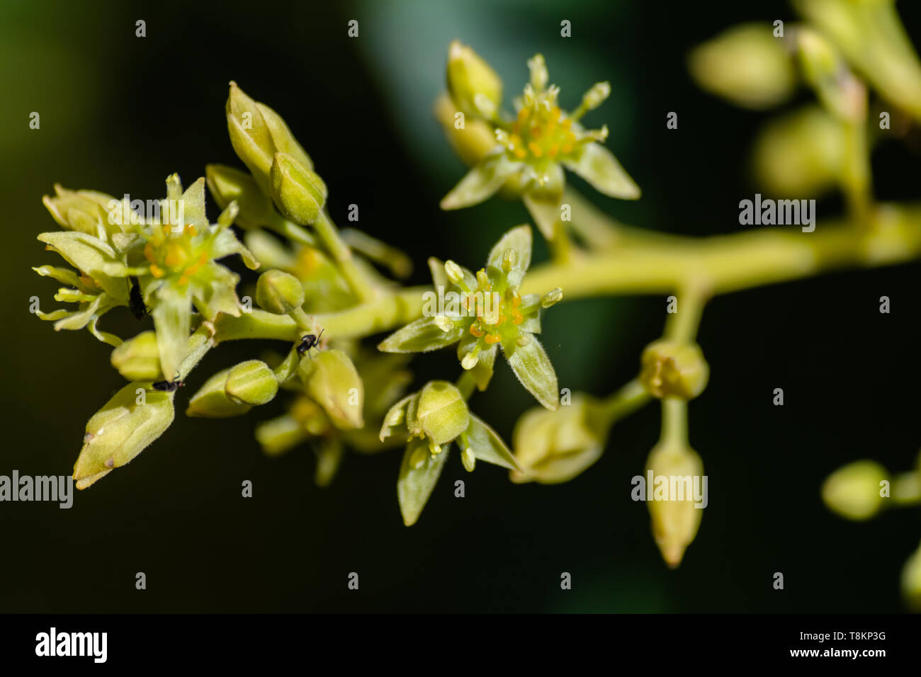 Avocado flowers (persea americana) blooming Stock Photo Alamy