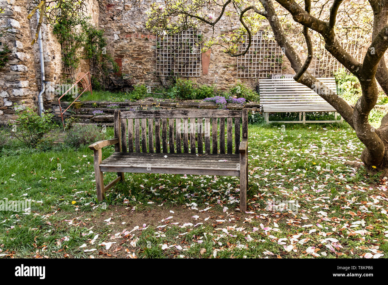 Wooden bench in a patio with a withered magnolia tree Stock Photo - Alamy