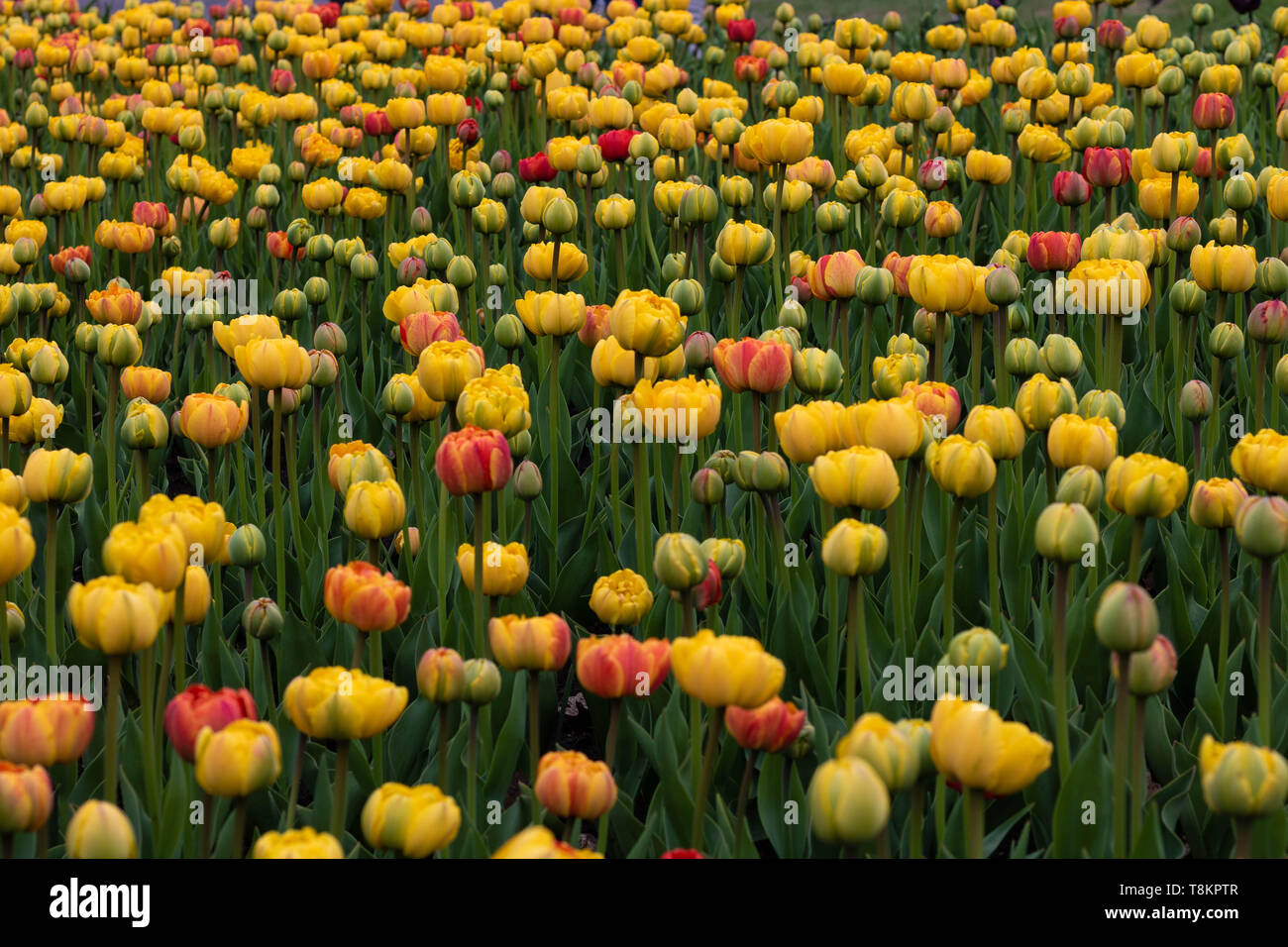 Tulip fields at the Tulip Festival in Ottawa, Ontario Stock Photo Alamy