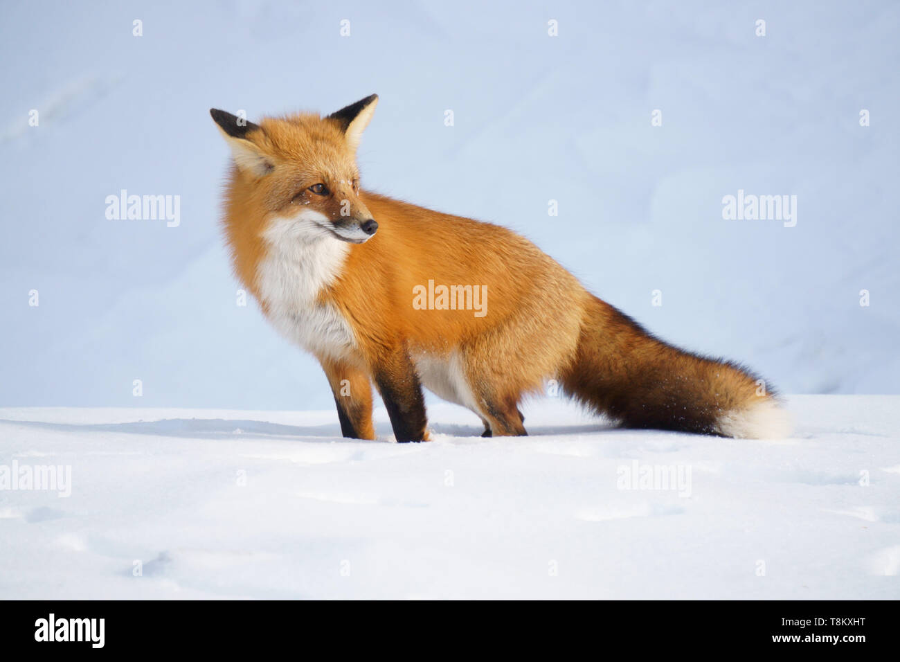 Red Fox (vulpes vulpes) stands in the snow on Morrison Island, Québec, Canada Stock Photo