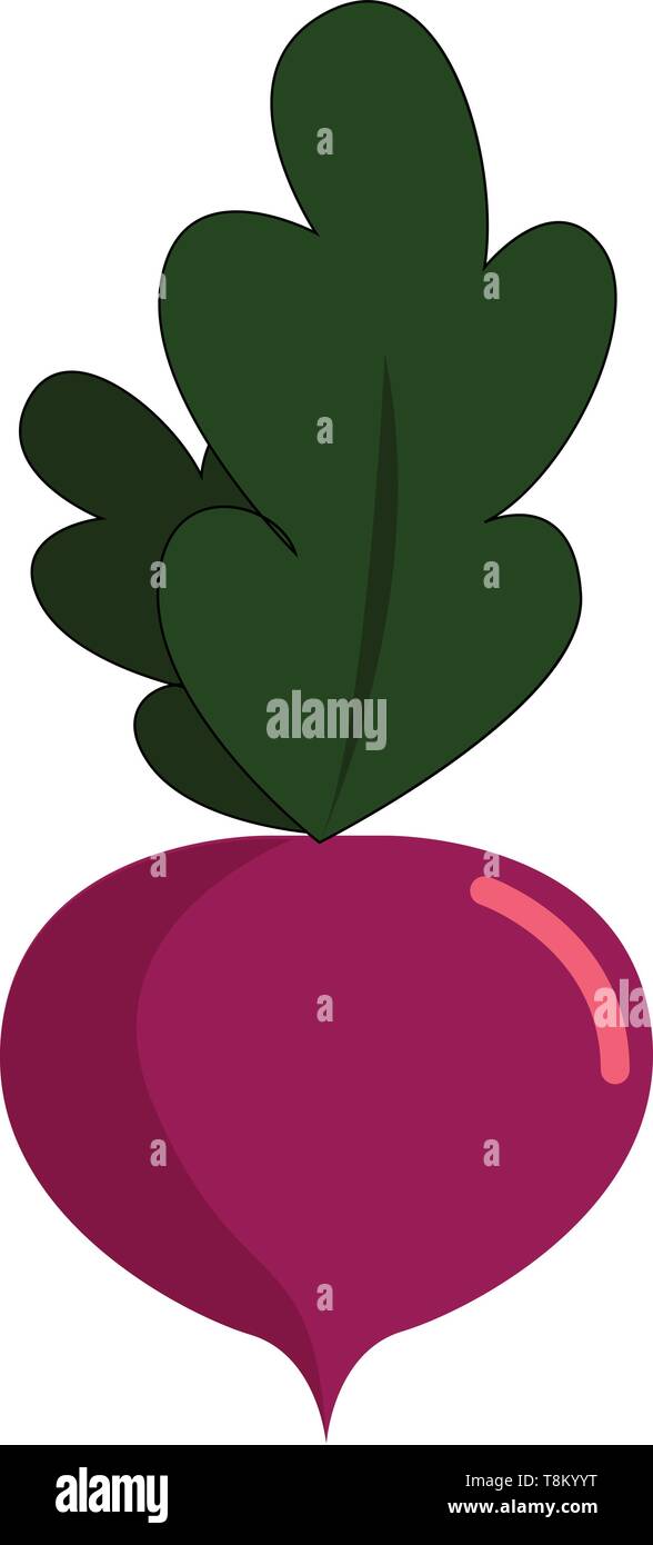 A purple colored turnip with big green leaves, vector, color drawing or