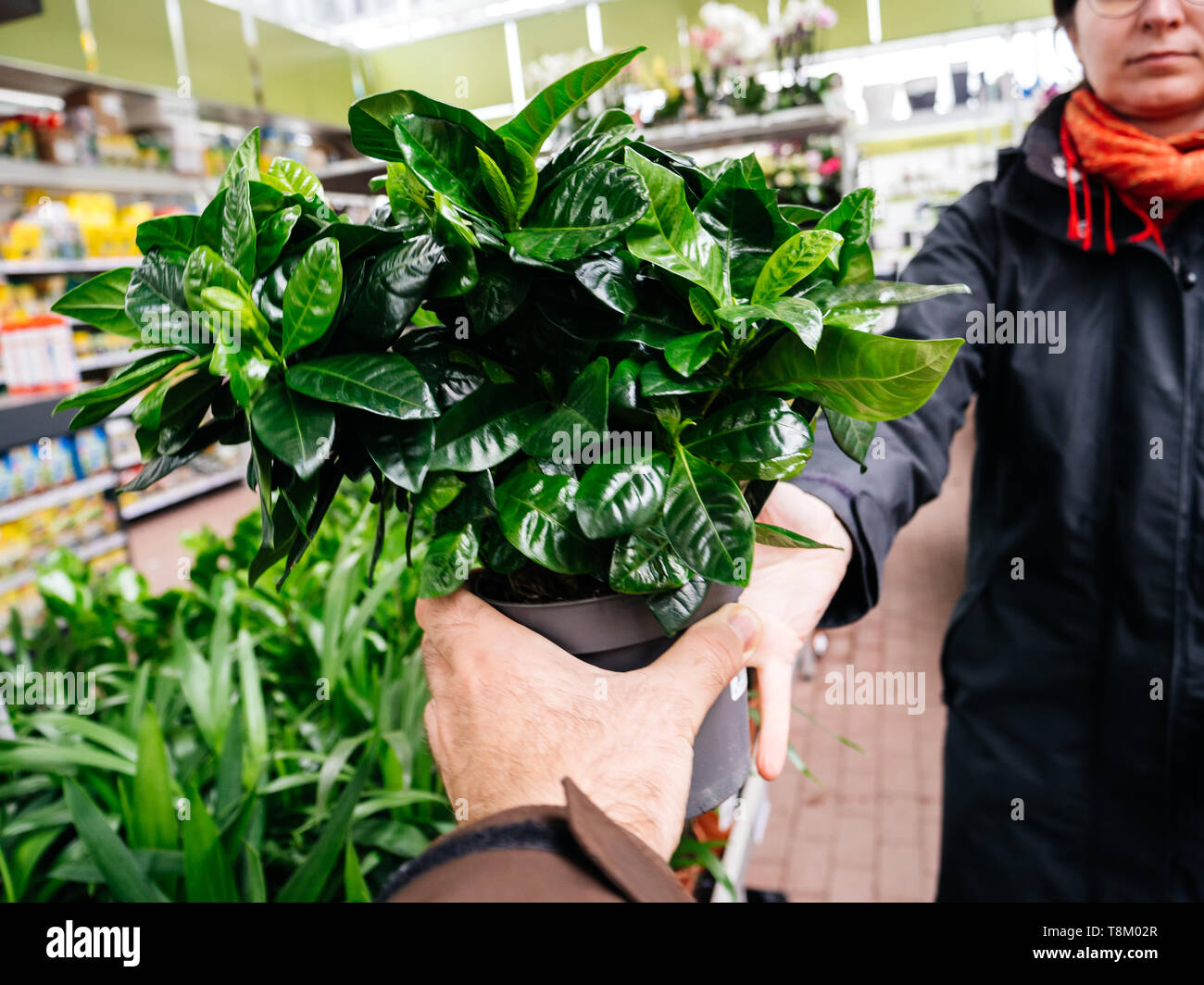 Side view of Elegant German woman giving to male hand flower pot inside